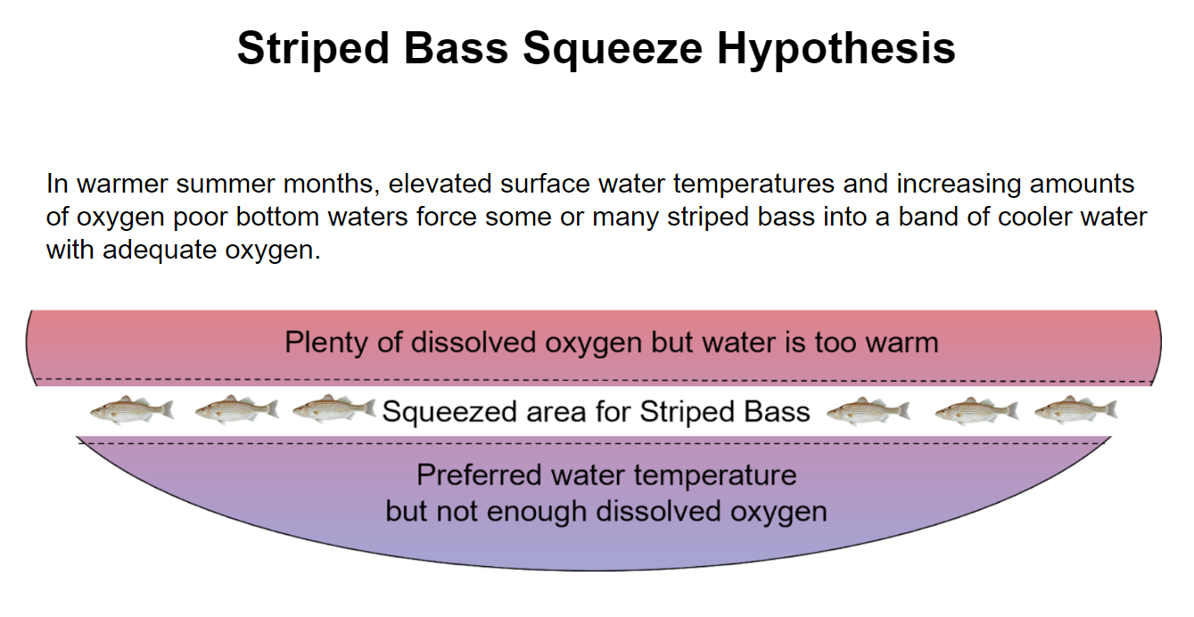 Striped bass squeeze is a hypothesis 
                            that when temperatures on the surface of the water heat, 
                            and O2 is depleted on the bottom, striped bass will be
                            squeezed into the middle of the habitat.